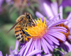 Bee on a flower - Perkiomen Watershed Conservancy