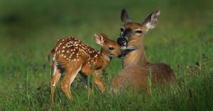 Fawns - Perkiomen Watershed Conservancy event