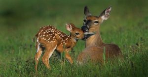 Fawns - Perkiomen Watershed Conservancy event