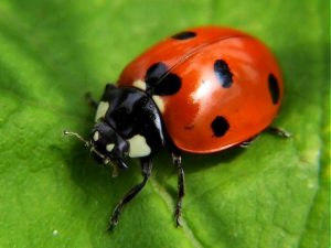 Lady Bug Camp