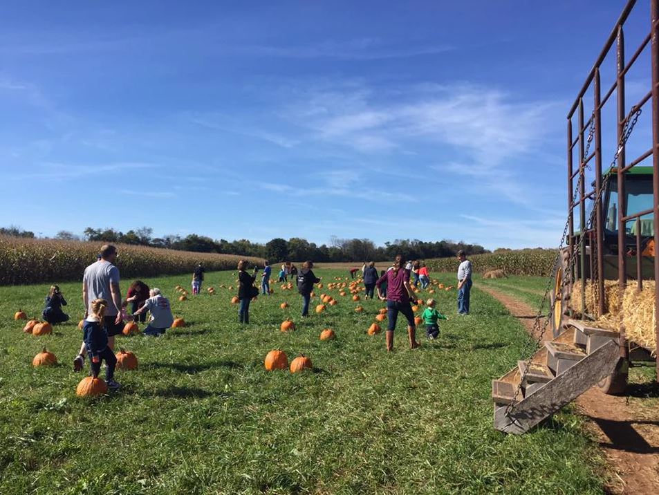 Northern Star Farm Fall Fest - Pumpkin Patch