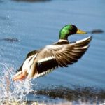 Perkiomen Watershed Conservancy summer camps