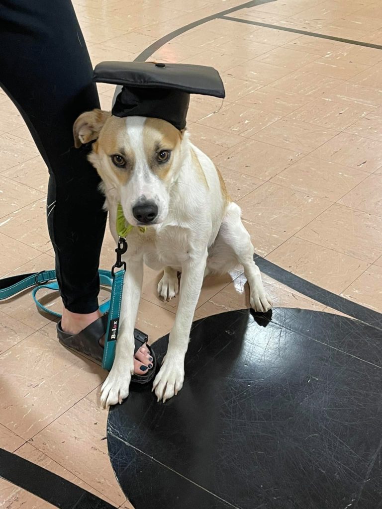 Woofs of Wisdom dog training graduate